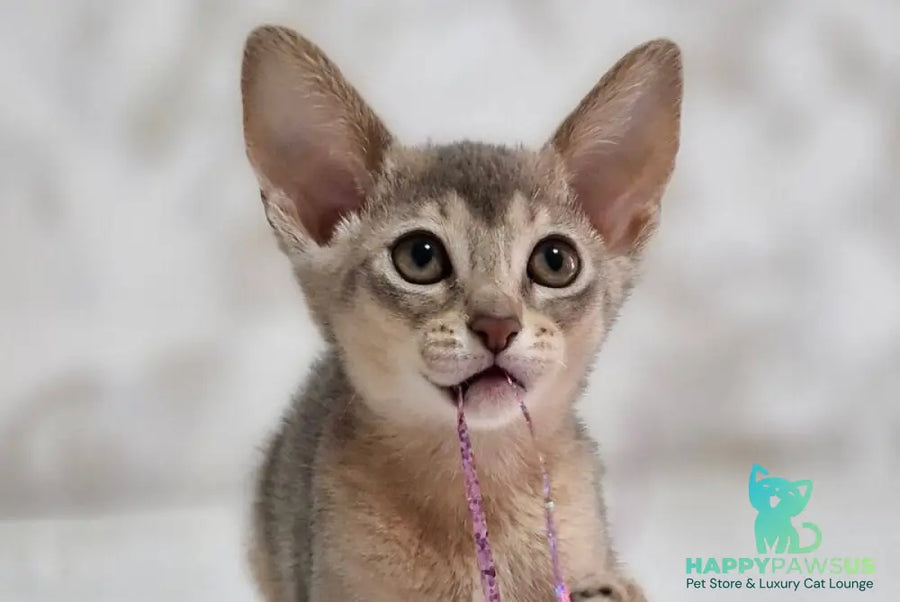 Isida Abyssinian female cinnamon - live animals