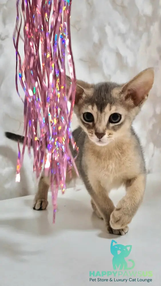 Isida Abyssinian female cinnamon - live animals