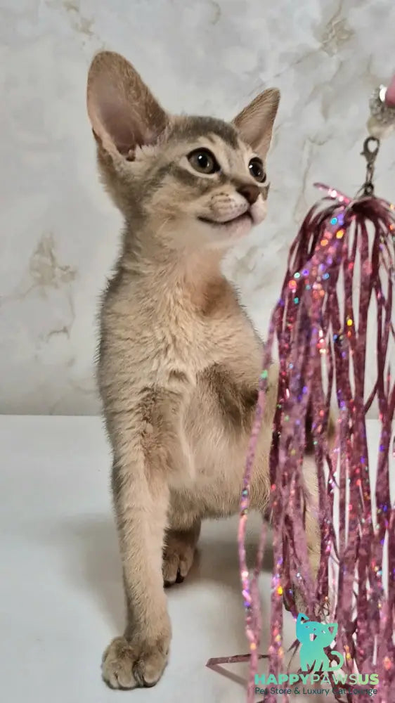 Isida Abyssinian female cinnamon - live animals