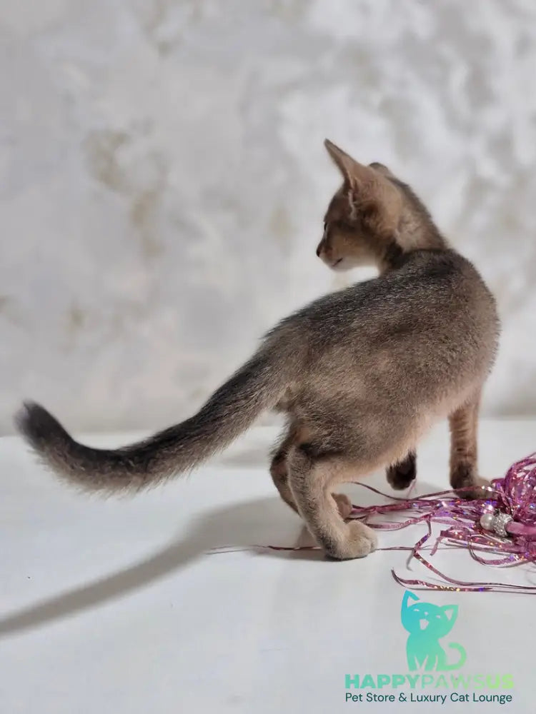 Isida Abyssinian female cinnamon - live animals