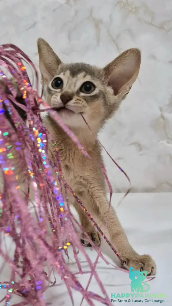 Isida Abyssinian female cinnamon - live animals