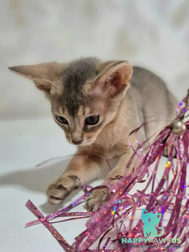 Isida Abyssinian female cinnamon - live animals