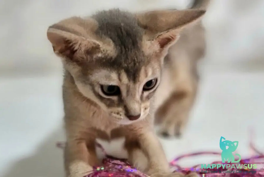 Isida Abyssinian female cinnamon - live animals