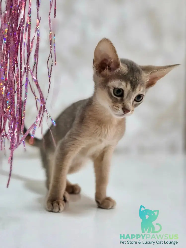 Isida Abyssinian female cinnamon - live animals
