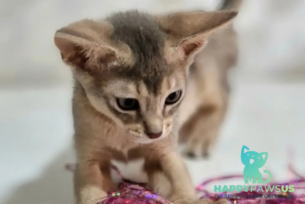 Isida Abyssinian female cinnamon - live animals