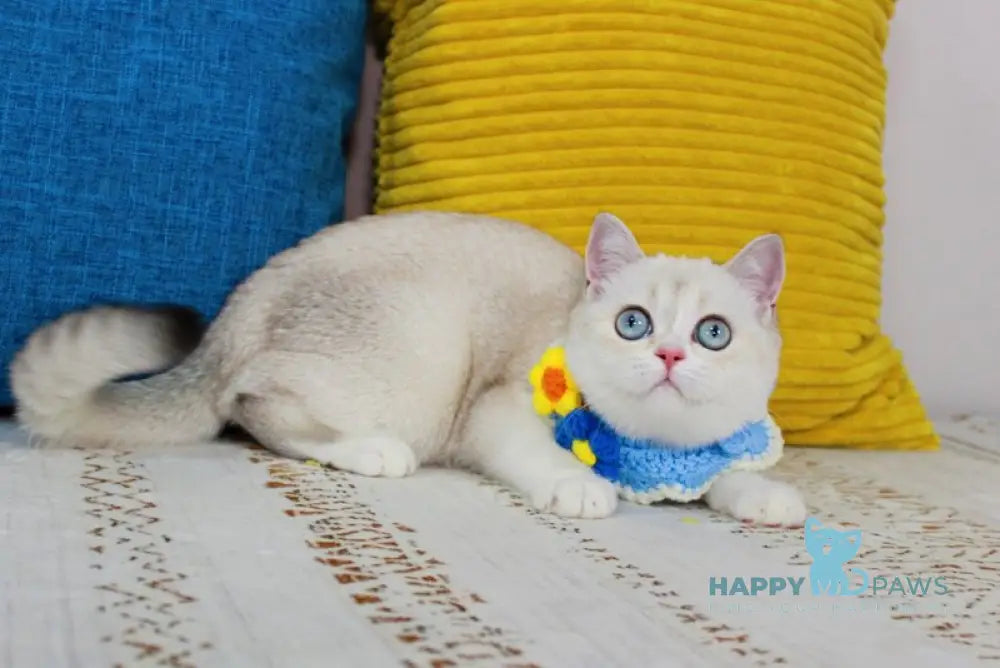 Isida Scottish Straight female chocolate golden ticked tabby pointed bicolour - live animals