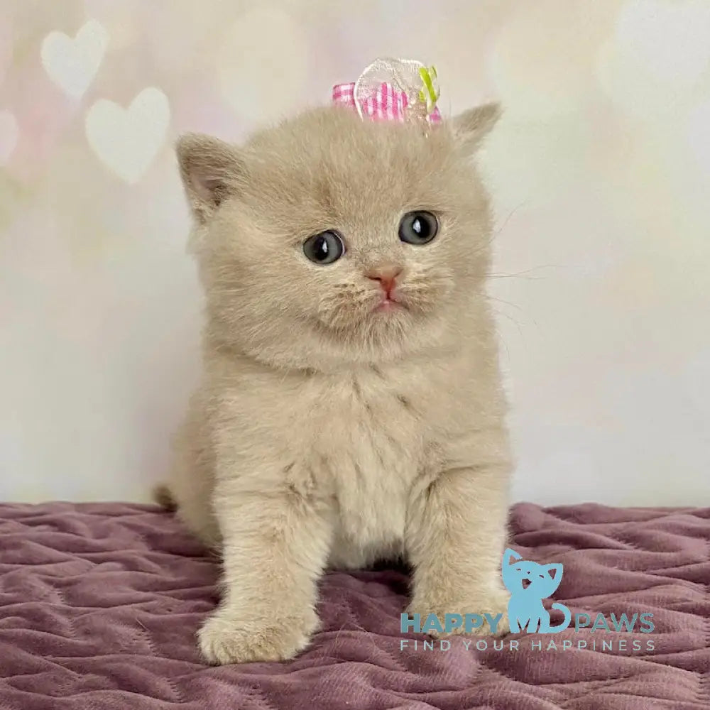 Isidora British Shorthair female lilac live animals