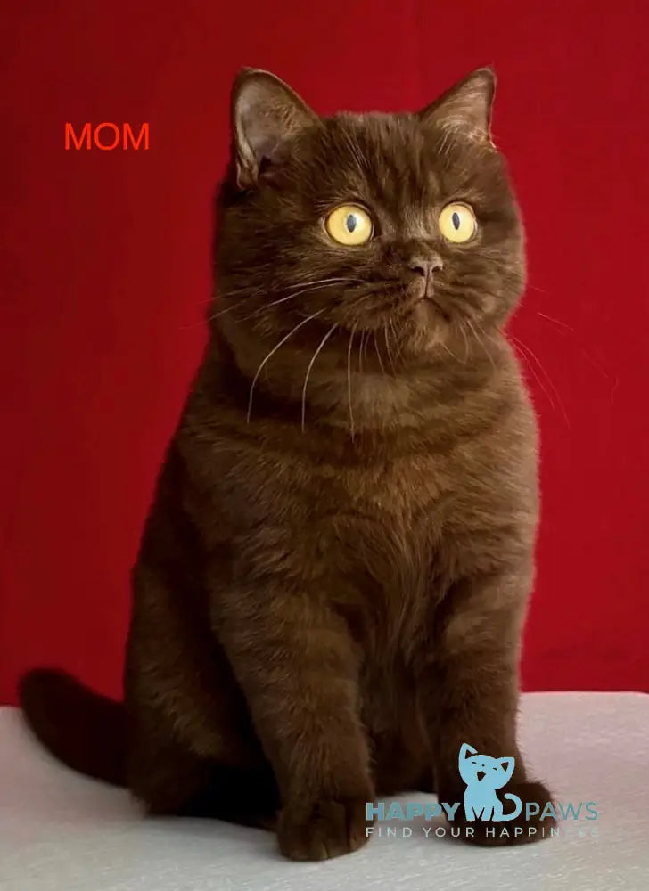 Isidora British Shorthair female lilac live animals