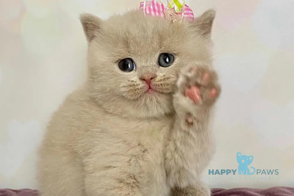 Isidora British Shorthair female lilac live animals
