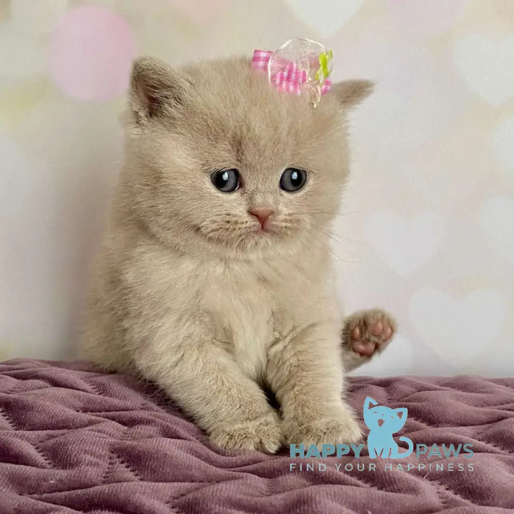 Isidora British Shorthair female lilac live animals