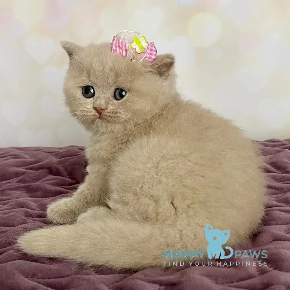 Isidora British Shorthair female lilac live animals