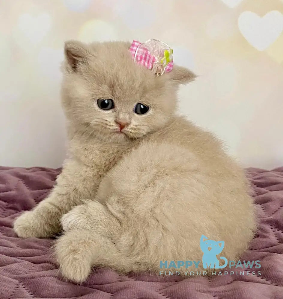 Isidora British Shorthair female lilac live animals