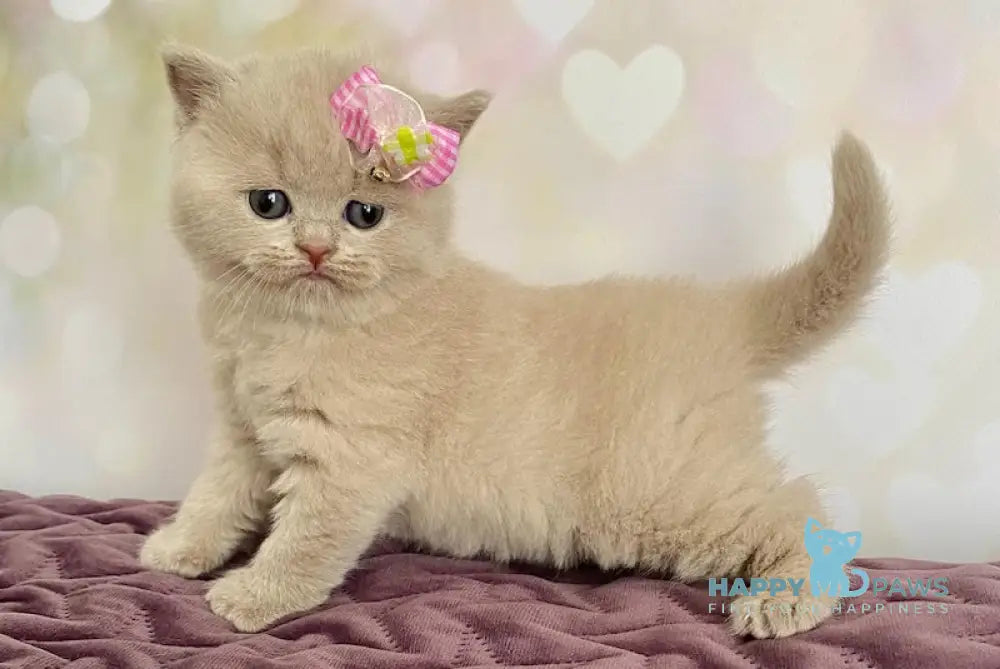 Isidora British Shorthair female lilac live animals