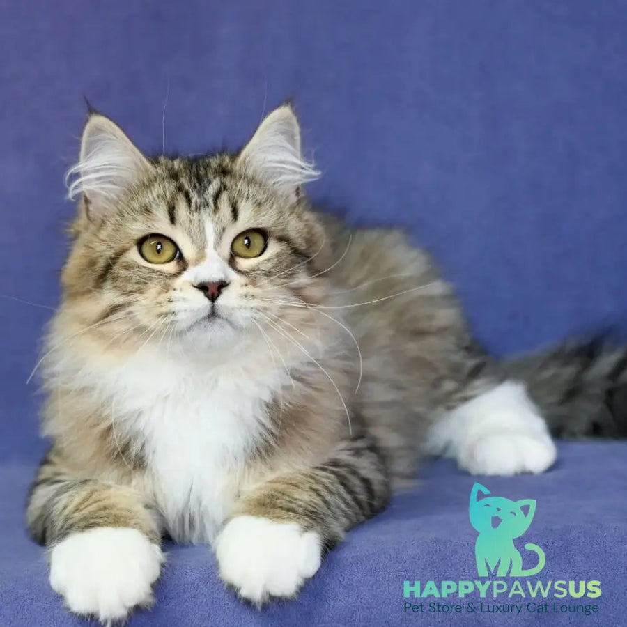 Iskorka Siberian female black spotted tabby bicolour - live animals