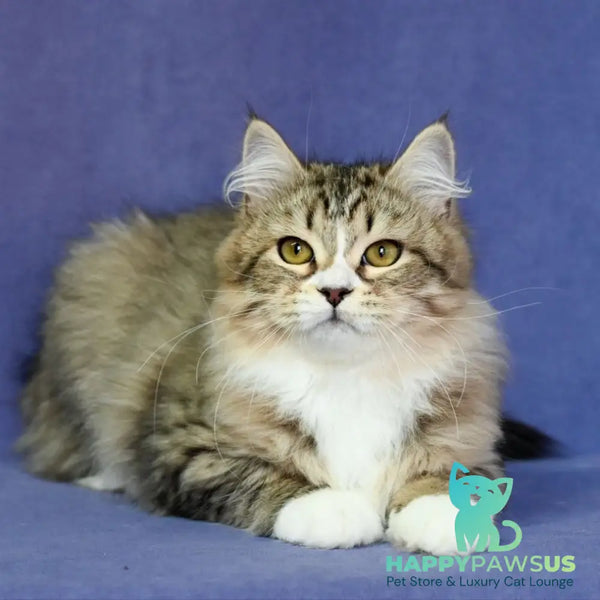 Iskorka Siberian female black spotted tabby bicolour - live animals