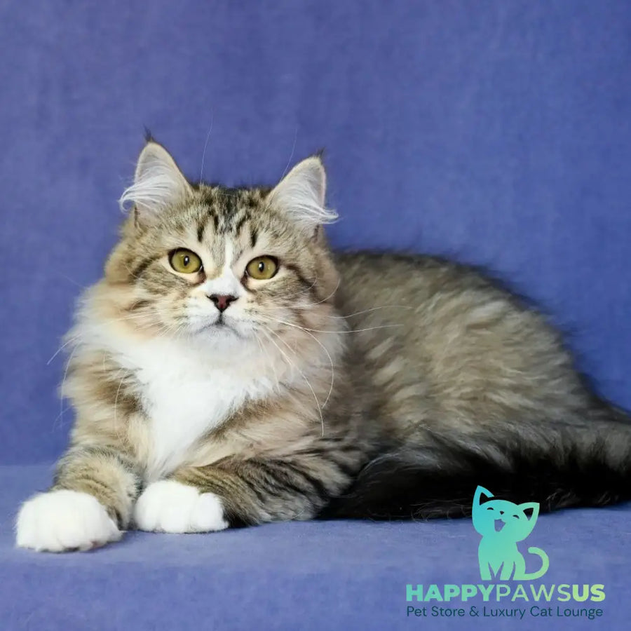Iskorka Siberian female black spotted tabby bicolour - live animals