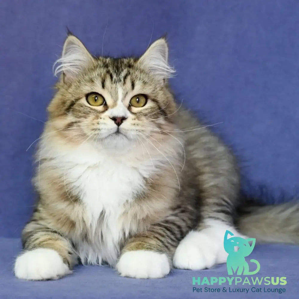 Iskorka Siberian female black spotted tabby bicolour - live animals