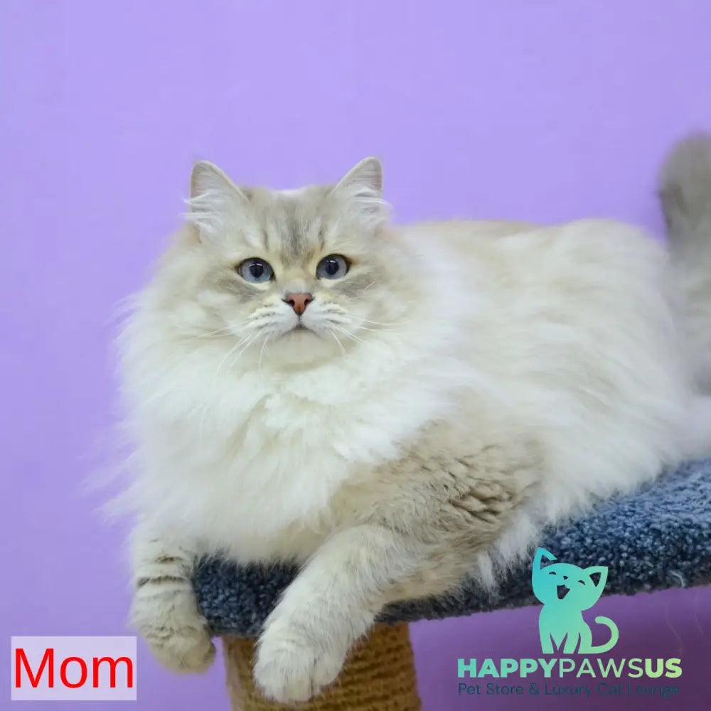 Iskorka Siberian female black spotted tabby bicolour - live animals