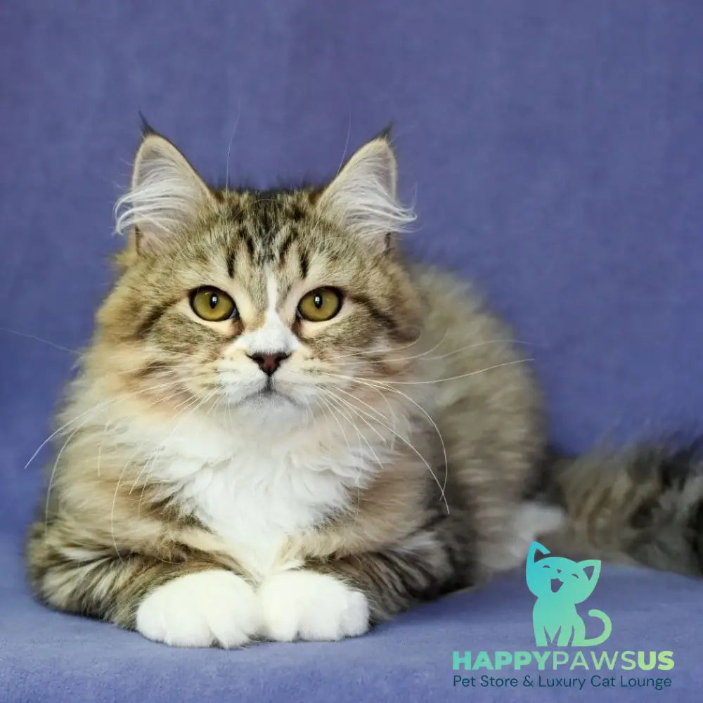 Iskorka Siberian female black spotted tabby bicolour - live animals