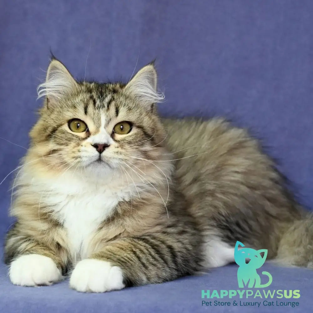 Iskorka Siberian female black spotted tabby bicolour - live animals