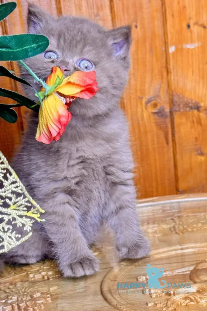 Iskra British Shorthair female cinnamon live animals