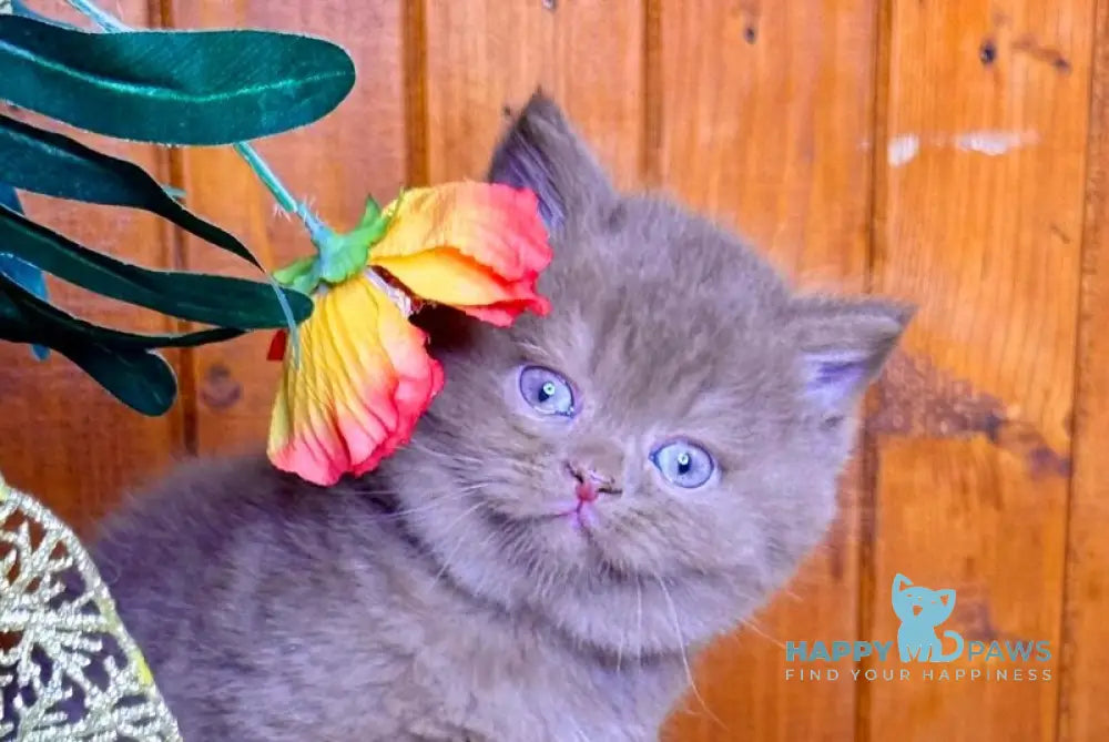 Iskra British Shorthair female cinnamon live animals