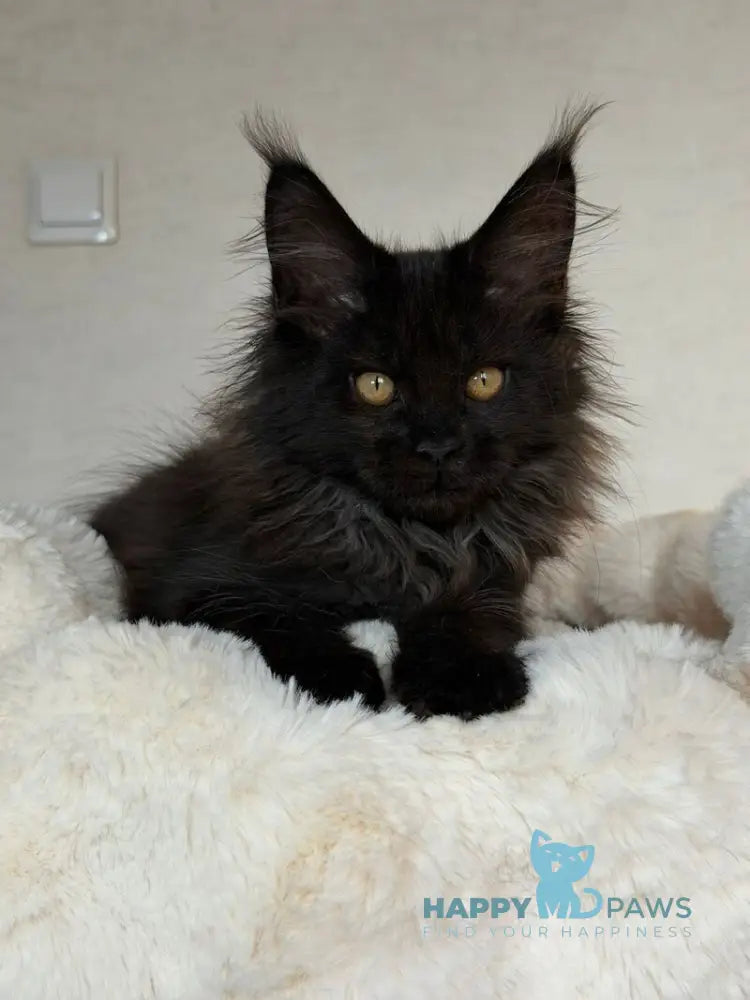 Iskra Maine Coon female black silver live animals