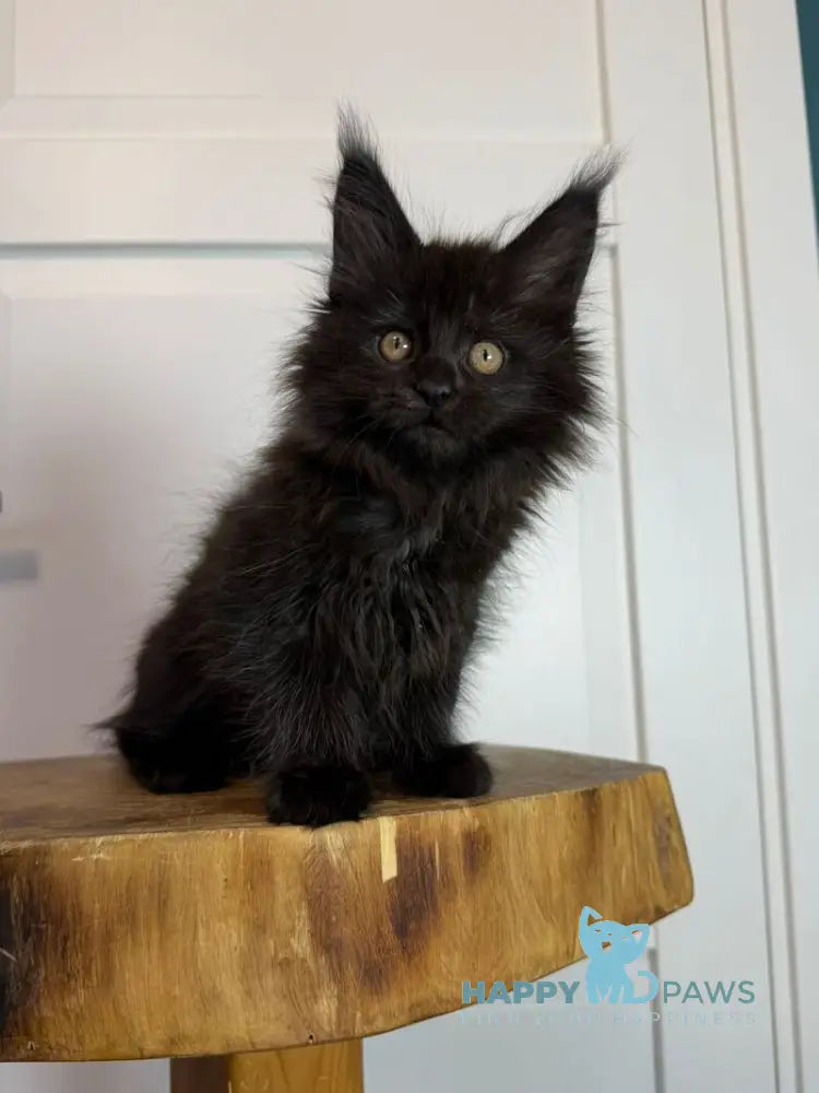 Iskra Maine Coon female black silver live animals