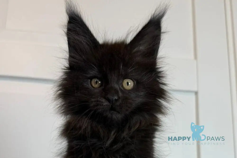Iskra Maine Coon female black silver live animals