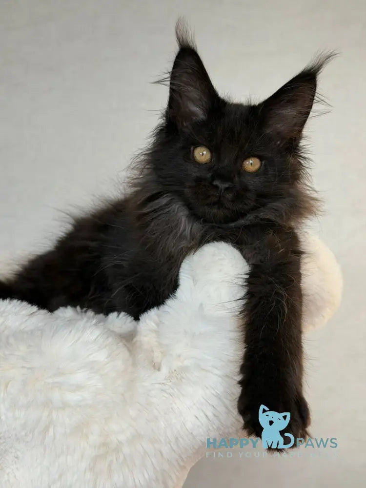 Iskra Maine Coon female black silver live animals