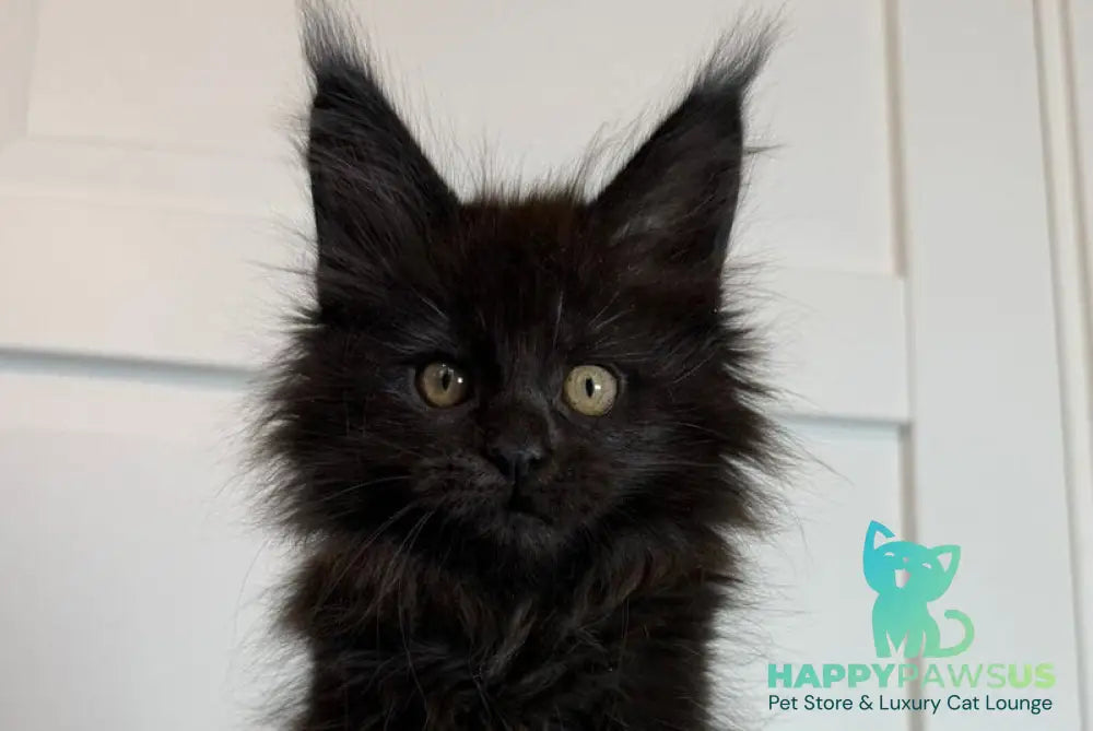Iskra Maine Coon female black silver live animals
