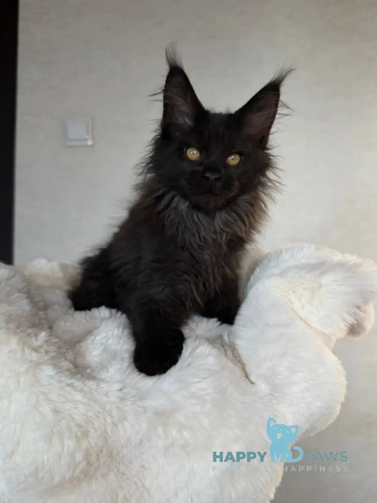 Iskra Maine Coon female black silver live animals