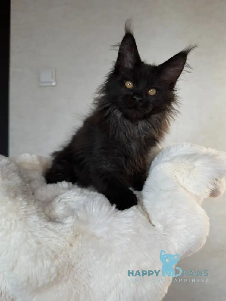 Iskra Maine Coon female black silver live animals