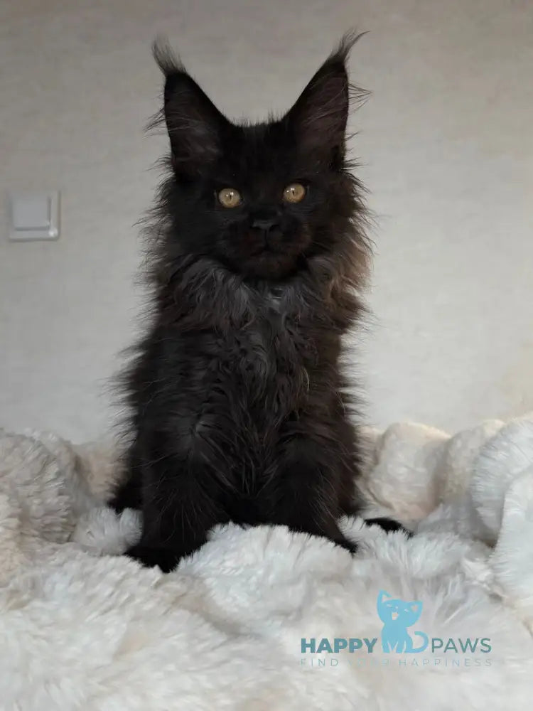 Iskra Maine Coon female black silver live animals