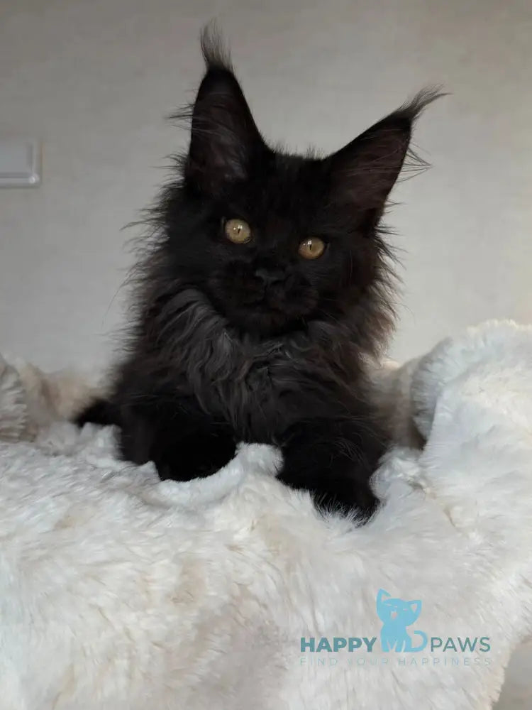 Iskra Maine Coon female black silver live animals
