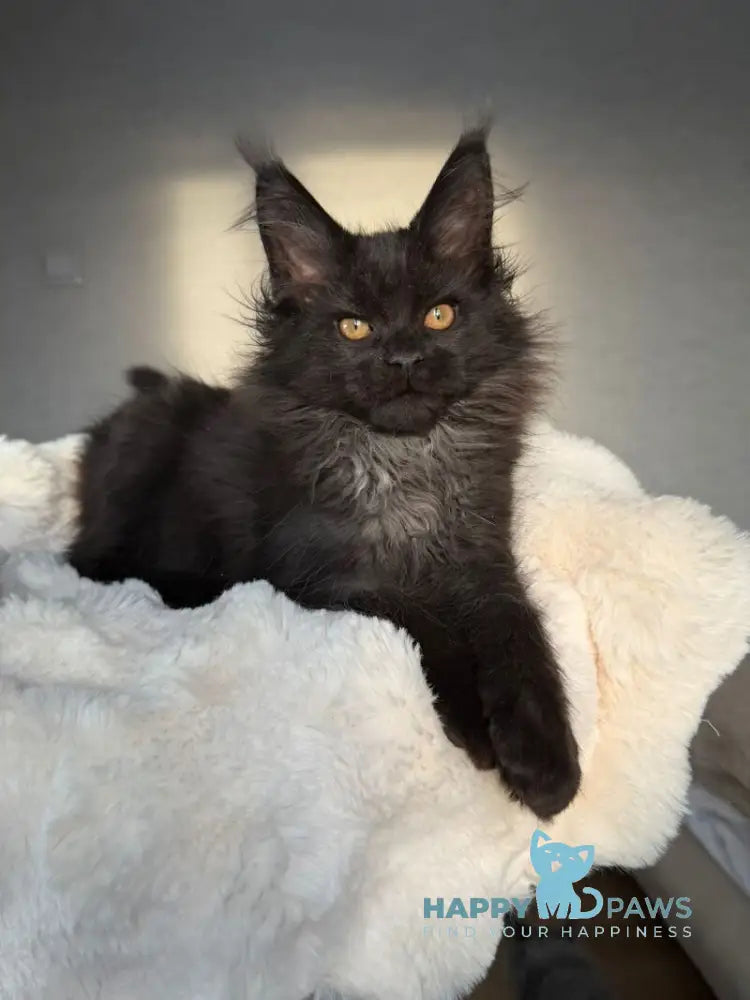 Iskra Maine Coon female black silver live animals