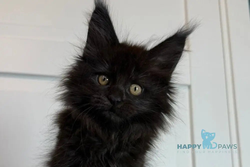 Iskra Maine Coon female black silver live animals