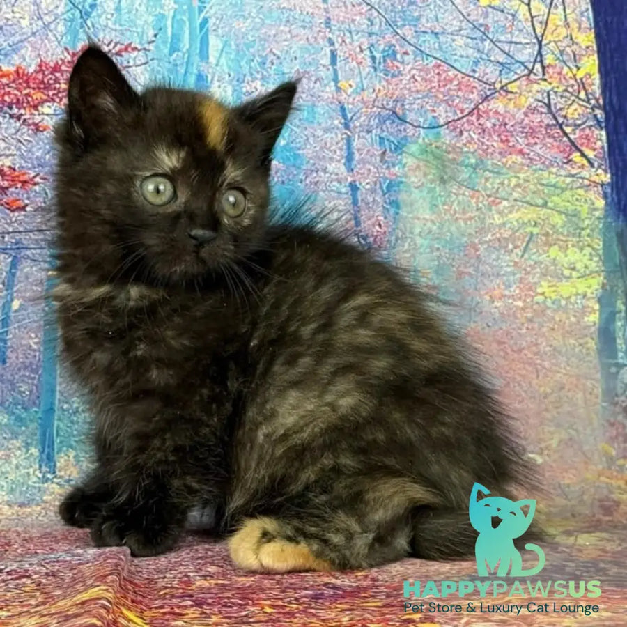 Iskra Munchkin female black tortie - live animals