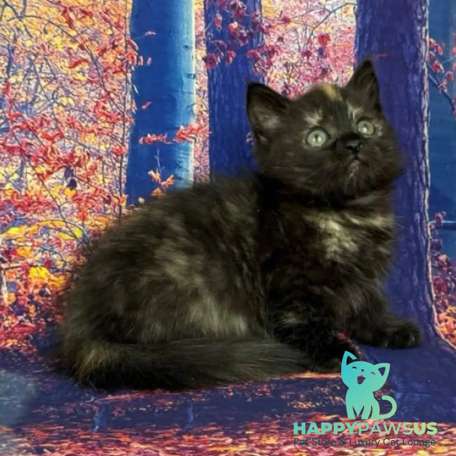 Iskra Munchkin female black tortie - live animals