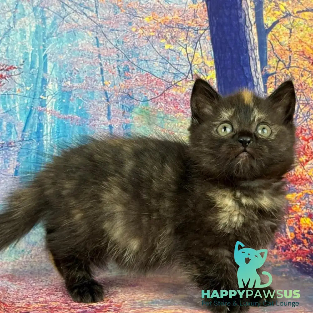 Iskra Munchkin female black tortie - live animals