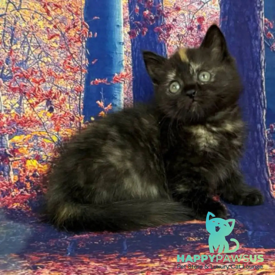 Iskra Munchkin female black tortie - live animals