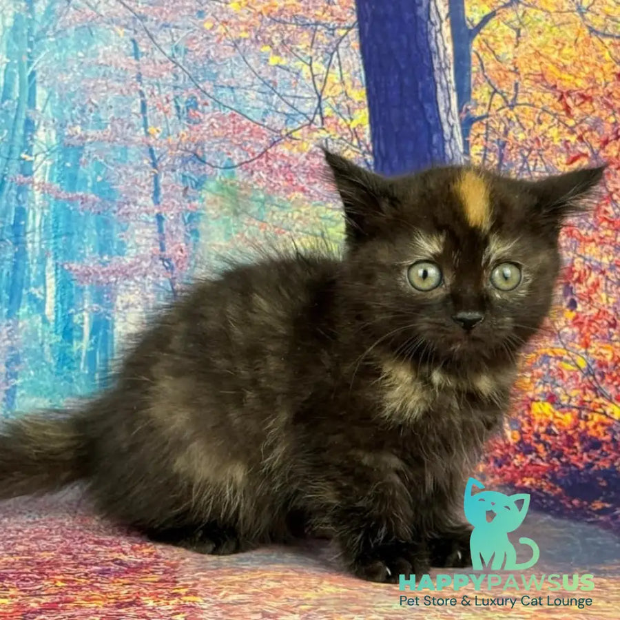 Iskra Munchkin female black tortie - live animals