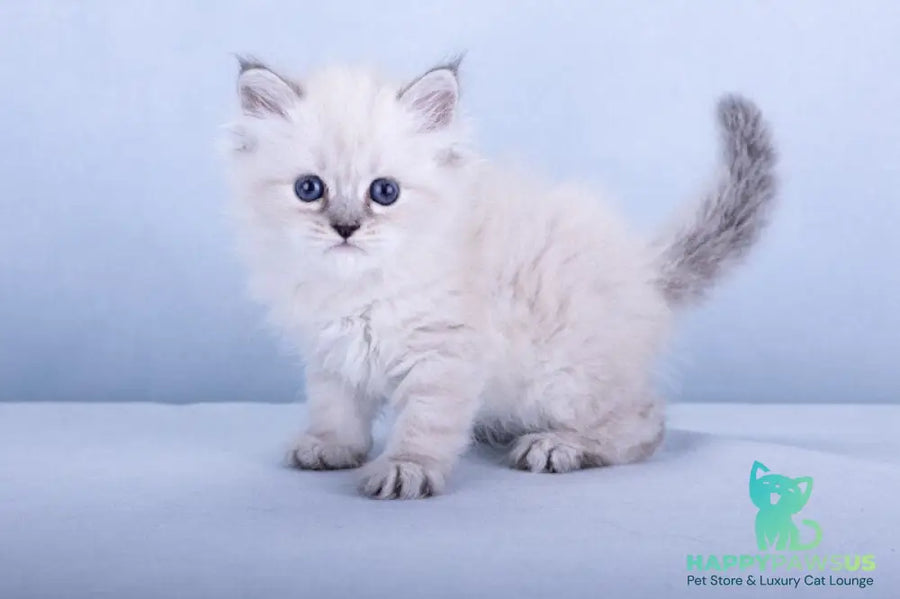 Iskra Siberian female black tabby pointed - live animals
