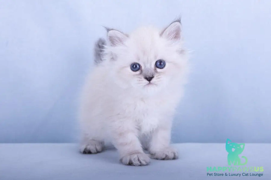 Iskra Siberian female black tabby pointed - live animals