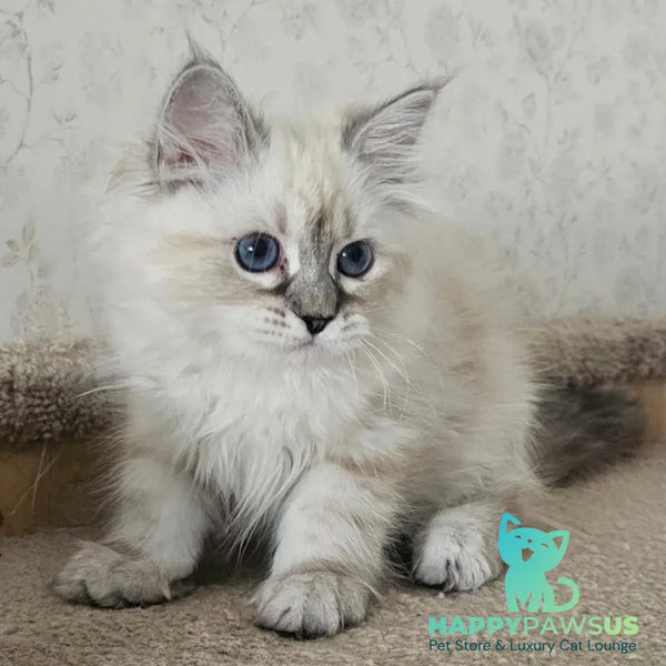 Iskra Siberian female black tabby pointed - live animals