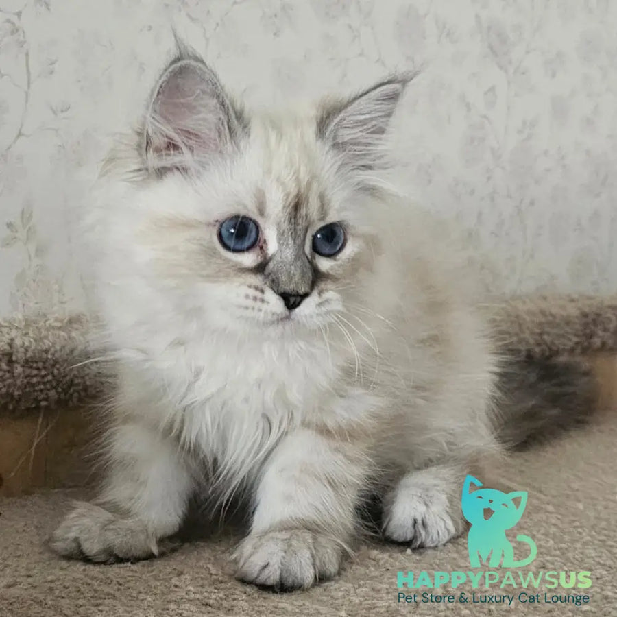 Iskra Siberian female black tabby pointed - live animals