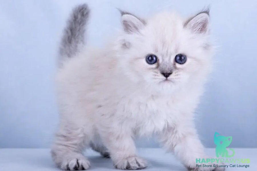 Iskra Siberian female black tabby pointed - live animals