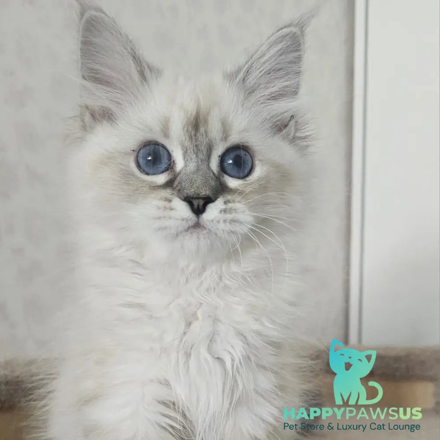 Iskra Siberian female black tabby pointed - live animals