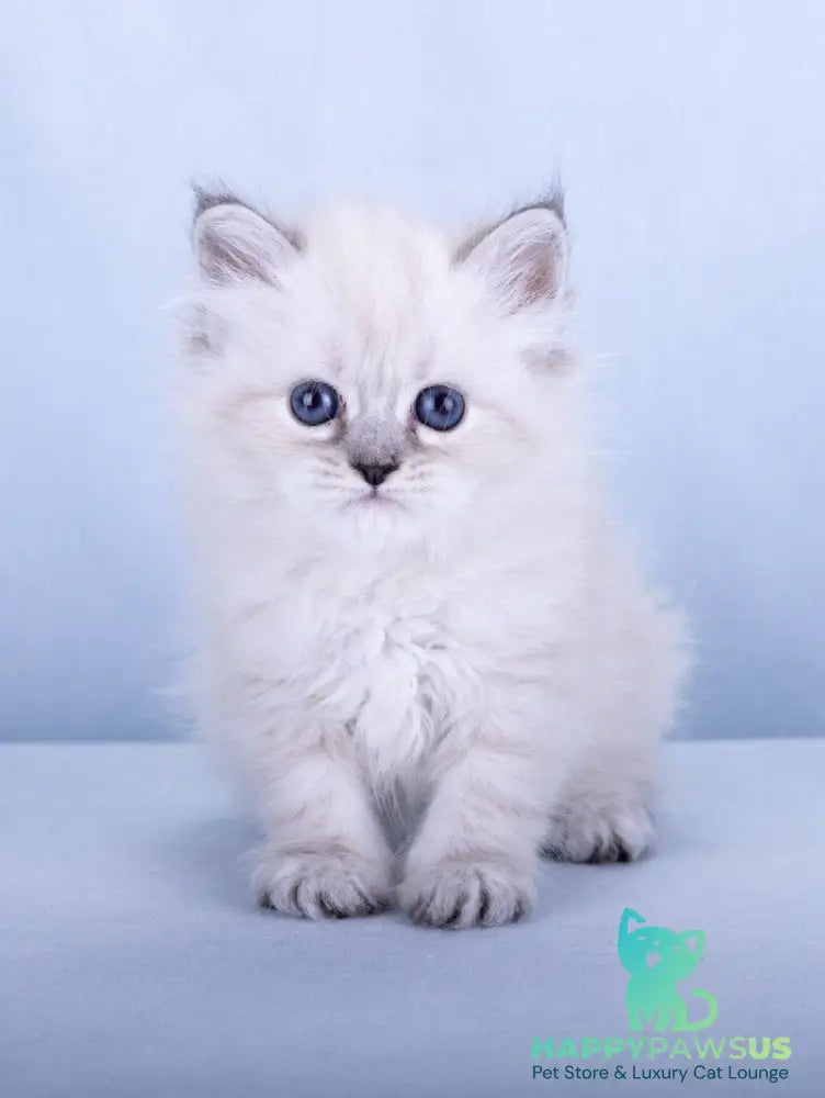 Iskra Siberian female black tabby pointed - live animals