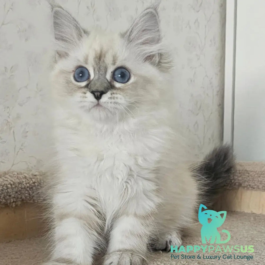 Iskra Siberian female black tabby pointed - live animals